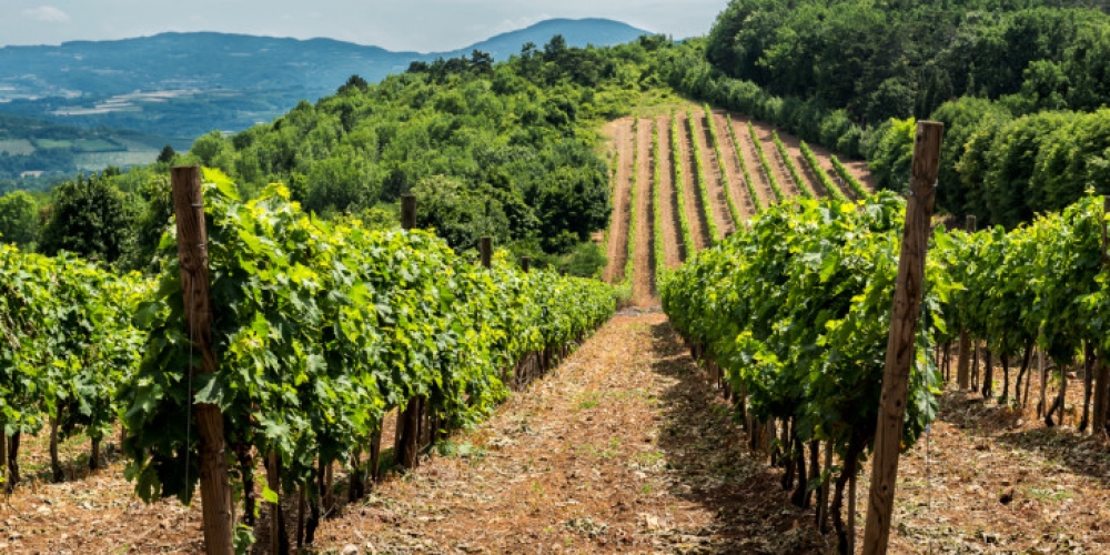 Έ&omega;&sigmaf; 26 &Alpha;&pi;&rho;&iota;&lambda;ί&omicron;&upsilon; &omicron;&iota; &alpha;&iota;&tau;ή&sigma;&epsilon;&iota;&sigmaf; &gamma;&iota;&alpha; &nu;έ&epsilon;&sigmaf; &phi;&upsilon;&tau;&epsilon;ύ&sigma;&epsilon;&iota;&sigmaf; &omicron;&iota;&nu;&omicron;&pi;&omicron;&iota;ή&sigma;&iota;&mu;&omega;&nu; &pi;&omicron;&iota;&kappa;&iota;&lambda;&iota;ώ&nu; &alpha;&mu;&pi;έ&lambda;&omicron;&upsilon;