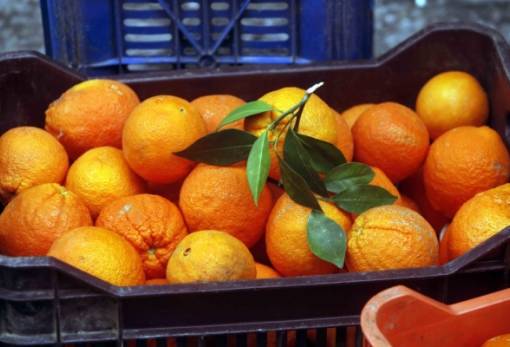 Αποκαλύφθηκε ο δράστης κλοπής σε αγρόκτημα του Δ. Ευρώτα