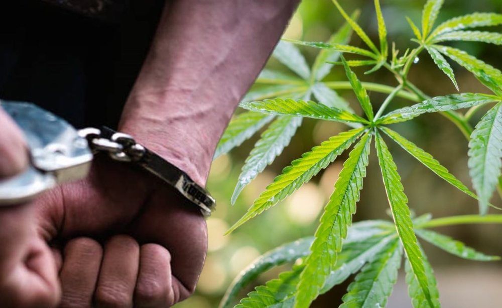 &Alpha;&nu;ή&lambda;&iota;&kappa;&omicron;&sigmaf; &laquo;&pi;&iota;ά&sigma;&tau;&eta;&kappa;&epsilon;&raquo; &gamma;&iota;&alpha; &kappa;ά&nu;&nu;&alpha;&beta;&eta; &sigma;&tau;&eta; &Sigma;&pi;ά&rho;&tau;&eta;