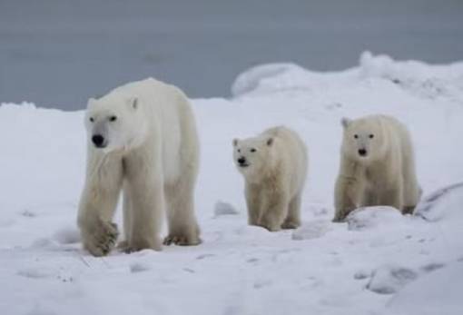 Xριστουγεννιάτικη ιστορία της άγριας φύσης: Πολική αρκούδα υιοθέτησε ορφανό αρκουδάκι
