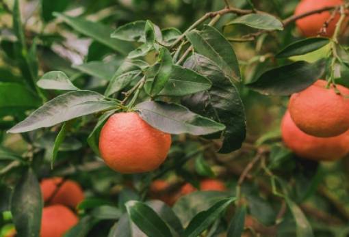 Αναγγελία ζημιάς από το πρόσφατο χαλάζι σε Βρονταμά και Γεράκι