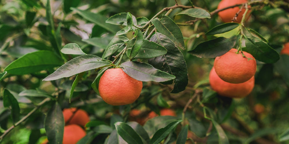 &Alpha;&nu;&alpha;&gamma;&gamma;&epsilon;&lambda;ί&alpha; &zeta;&eta;&mu;&iota;ά&sigmaf; &alpha;&pi;ό &tau;&omicron; &pi;&rho;ό&sigma;&phi;&alpha;&tau;&omicron; &chi;&alpha;&lambda;ά&zeta;&iota; &sigma;&epsilon; &Beta;&rho;&omicron;&nu;&tau;&alpha;&mu;ά &kappa;&alpha;&iota; &Gamma;&epsilon;&rho;ά&kappa;&iota;