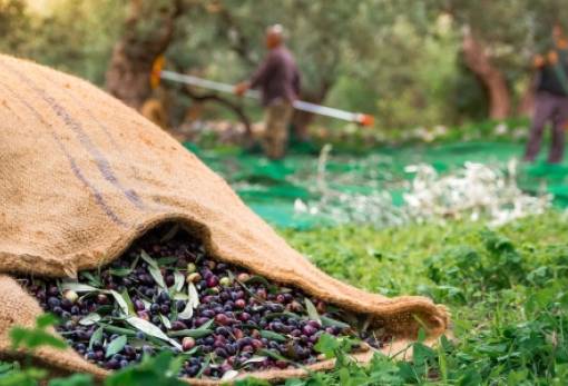 Σηκώνουν… τη «χρυσή» ελιά και στη Λακωνία