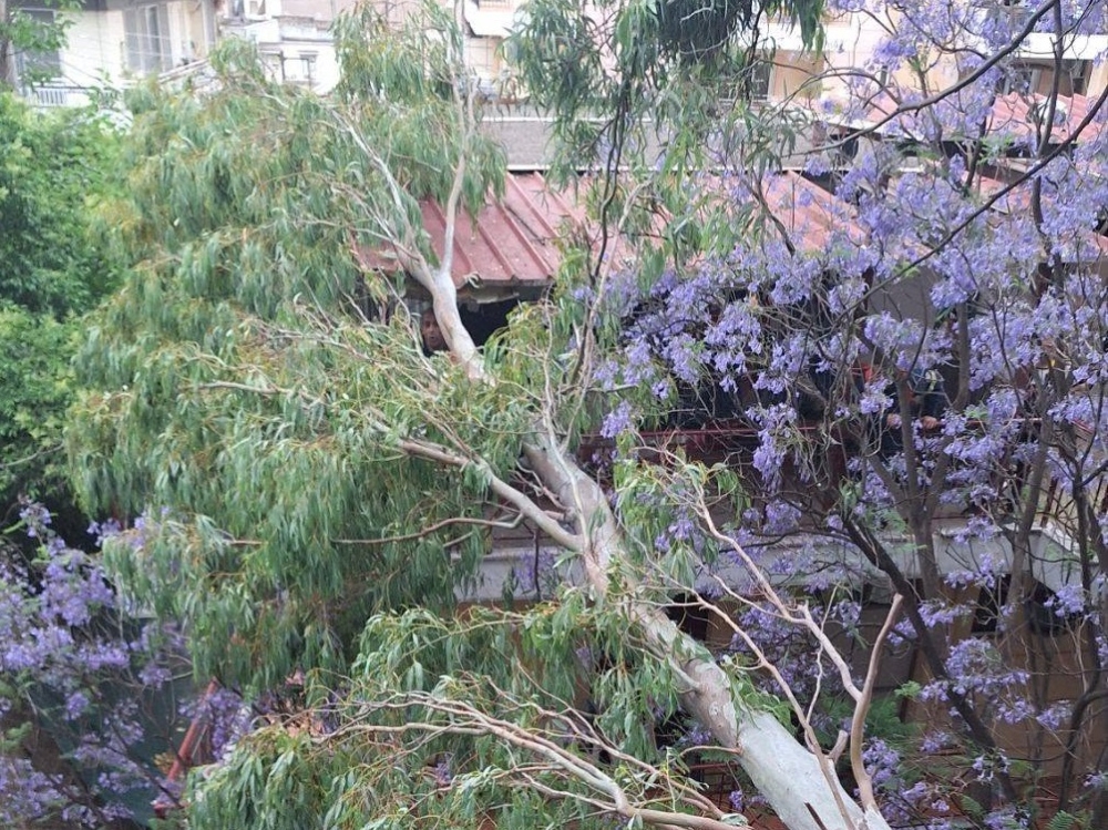 &Epsilon;&pi;&iota;&chi;&epsilon;ί&rho;&eta;&sigma;&eta;-&laquo;&chi;&epsilon;&iota;&rho;&omicron;&upsilon;&rho;&gamma;&epsilon;ί&omicron;&raquo; &mu;&epsilon;&tau;ά &alpha;&pi;ό &pi;&tau;ώ&sigma;&eta; &delta;έ&nu;&tau;&rho;&omicron;&upsilon; &sigma;&epsilon; &sigma;&pi;ί&tau;&iota; &sigma;&tau;&eta; &Sigma;&pi;ά&rho;&tau;&eta;