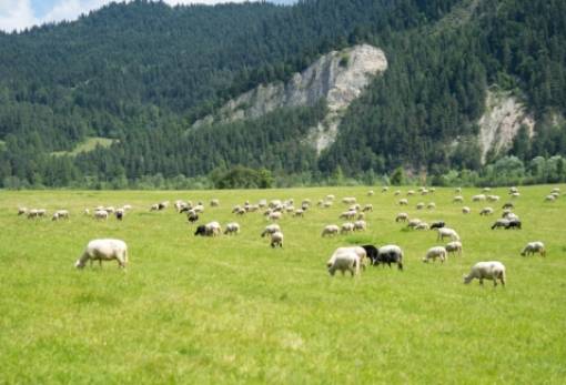 Σπάνιες Φυλές: Έως 8 Μαΐου οι ενστάσεις