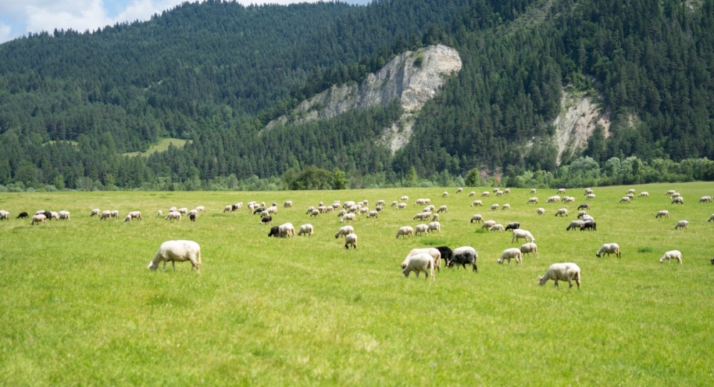 &Sigma;&pi;ά&nu;&iota;&epsilon;&sigmaf; &Phi;&upsilon;&lambda;έ&sigmaf;: Έ&omega;&sigmaf; 8 &Mu;&alpha;ΐ&omicron;&upsilon; &omicron;&iota; &epsilon;&nu;&sigma;&tau;ά&sigma;&epsilon;&iota;&sigmaf;