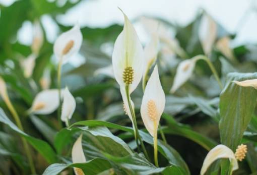 Φενγκ Σούι: 3 φυτά που θα φέρουν τύχη στην ερωτική σου ζωή