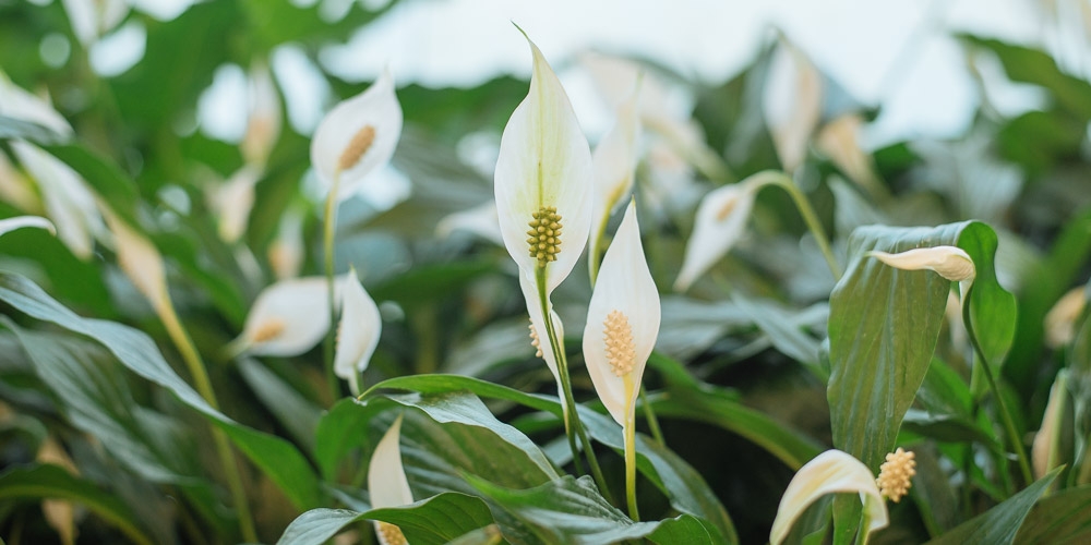 &Phi;&epsilon;&nu;&gamma;&kappa; &Sigma;&omicron;ύ&iota;: 3 &phi;&upsilon;&tau;ά &pi;&omicron;&upsilon; &theta;&alpha; &phi;έ&rho;&omicron;&upsilon;&nu; &tau;ύ&chi;&eta; &sigma;&tau;&eta;&nu; &epsilon;&rho;&omega;&tau;&iota;&kappa;ή &sigma;&omicron;&upsilon; &zeta;&omega;ή