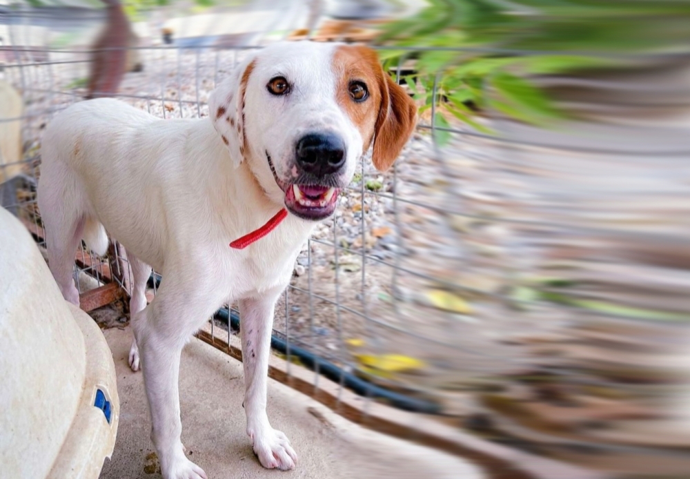 &Chi;&nu;&omicron;&upsilon;&delta;&omega;&tau;έ&sigmaf; &Delta;&iota;&alpha;&delta;&rho;&omicron;&mu;έ&sigmaf;: &Upsilon;&iota;&omicron;&theta;&epsilon;&tau;ή&sigma;&tau;&epsilon; &tau;&omicron;&nu; &Kappa;ά&rho;&lambda;&omicron;&sigmaf;