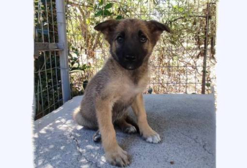 Χνουδωτές Διαδρομές: Κουταβάκι ψάχνει οικογένεια για υιοθεσία