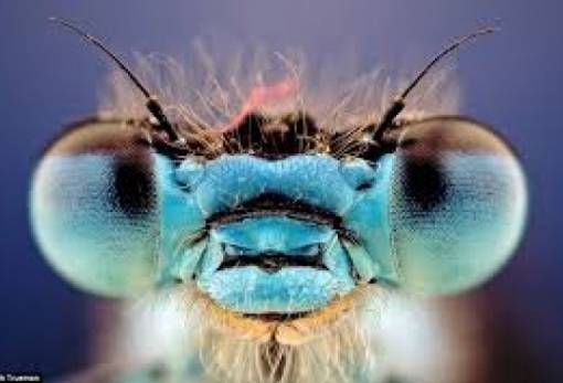 «Εισβολή» στην Ευρώπη: Έρχονται 2.500 νέα ξενικά είδη