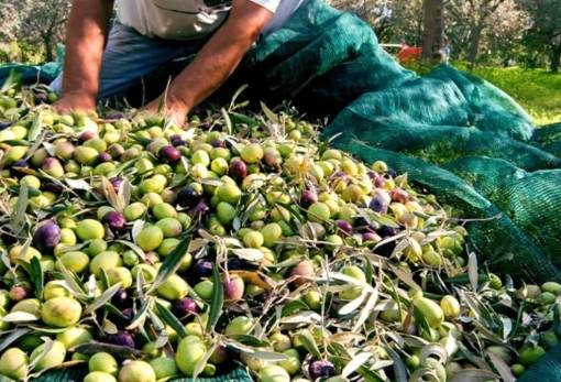 Παράταση για τους ελαιοπαραγωγούς: Μετατίθεται για το 2026 η υποχρεωτική δήλωση ελαιοκάρπου