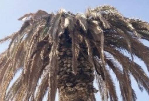 Οι φοίνικες