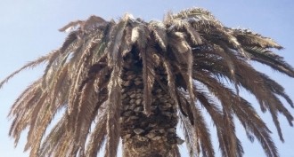 &Omicron;&iota; &phi;&omicron;ί&nu;&iota;&kappa;&epsilon;&sigmaf;