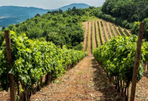 Ιστορική απόφαση για τον ελληνικό αμπελώνα