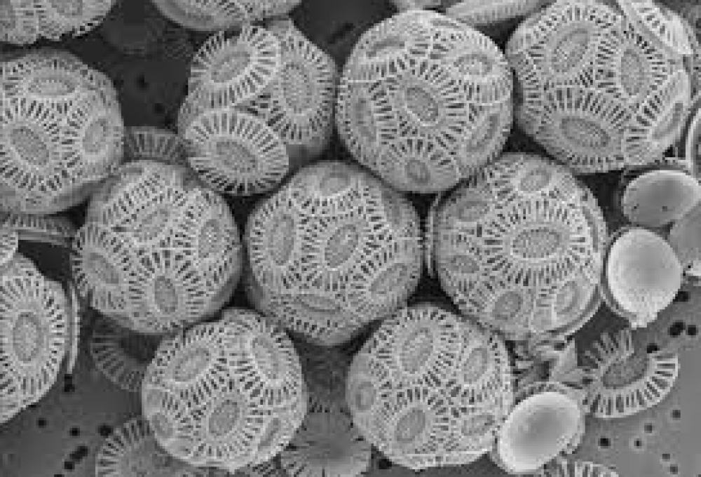 &Sigma;&alpha;&rho;&kappa;&omicron;&phi;ά&gamma;&omicron; &phi;&upsilon;&tau;&omicron;&pi;&lambda;&alpha;&gamma;&kappa;&tau;ό&nu; &laquo;έ&sigma;&omega;&sigma;&epsilon; &tau;&omicron;&nu; &pi;&lambda;&alpha;&nu;ή&tau;&eta; &mu;&epsilon;&tau;ά &tau;&omicron;&upsilon;&sigmaf; &delta;&epsilon;&iota;&nu;ό&sigma;&alpha;&upsilon;&rho;&omicron;&upsilon;&sigmaf;&raquo;