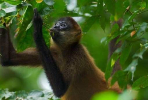 Επιστημονική μελέτη επιβεβαιώνει ότι και τα ζώα… το τσούζουν