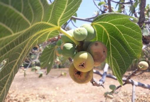 Ζημιές στην συκοπαραγωγή της Λακωνίας από τον παρατεταμένο καύσωνα