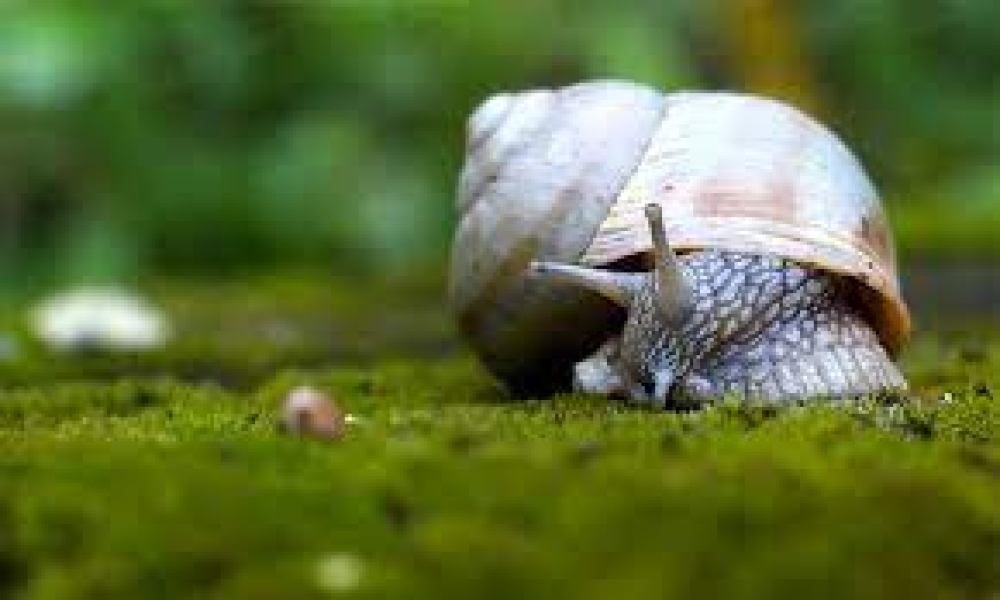 3000 &sigma;&alpha;&lambda;&iota;&gamma;&kappa;ά&rho;&iota;&alpha; &tau;&alpha;&xi;ί&delta;&epsilon;&psi;&alpha;&nu; &alpha;&pi;ό &tau;&eta;&nu; &Alpha;&gamma;&gamma;&lambda;ί&alpha; &sigma;&tau;&iota;&sigmaf; &Beta;&epsilon;&rho;&mu;&omicron;ύ&delta;&epsilon;&sigmaf;