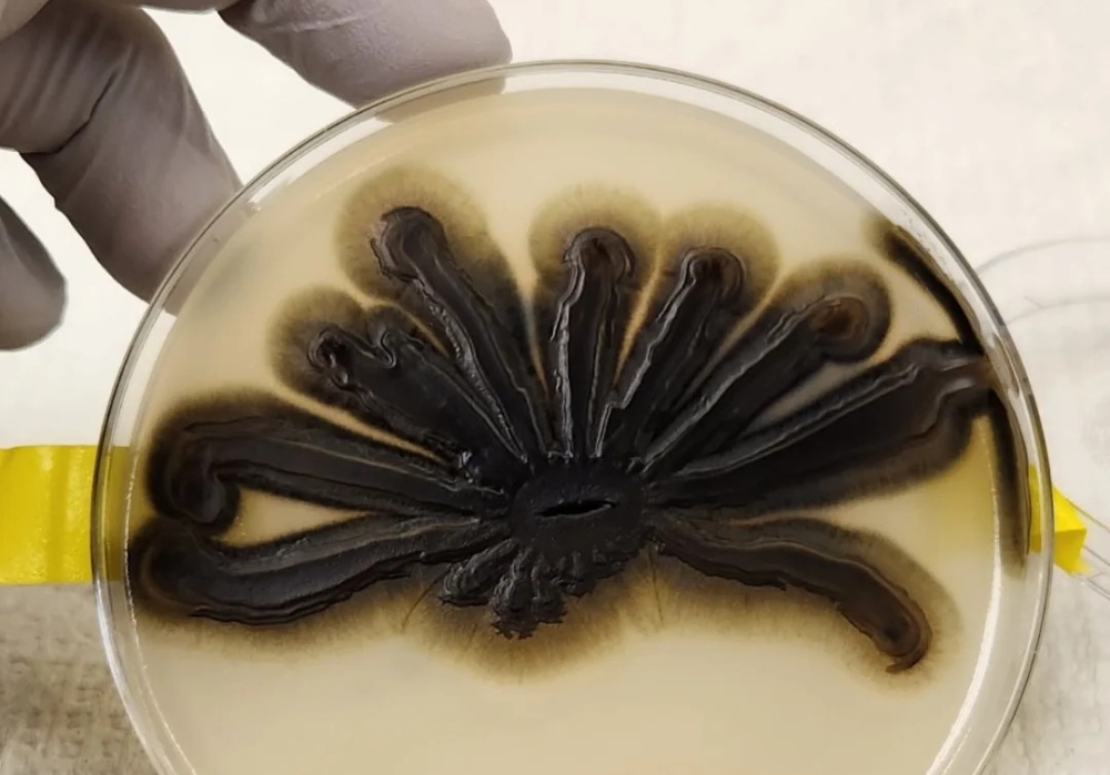 &Mu;&alpha;ύ&rho;&omicron;&sigmaf; &mu;ύ&kappa;&eta;&tau;&alpha;&sigmaf; &mu;&epsilon;&tau;&alpha;&tau;&rho;έ&pi;&epsilon;&iota; &tau;&alpha; &pi;&lambda;&alpha;&sigma;&tau;&iota;&kappa;ά &alpha;&pi;ό&beta;&lambda;&eta;&tau;&alpha; &sigma;&epsilon; &beta;&rho;ώ&sigma;&iota;&mu;&alpha; &sigma;&upsilon;&sigma;&tau;&alpha;&tau;&iota;&kappa;ά