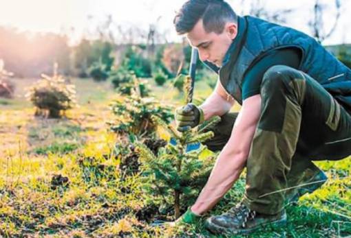 ΟΠΕΚΕΠΕ: Έως 31 Ιανουαρίου οι δηλώσεις εφαρμογής για τις δασώσεις