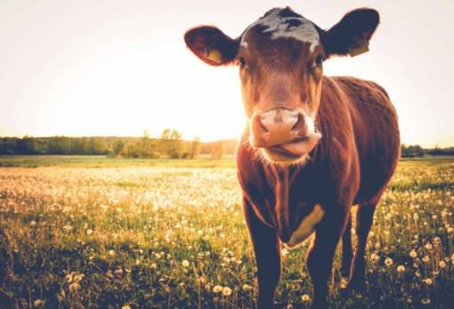 Κίνα: Κλωνοποίησε τρεις υψηλά παραγωγικές «σούπερ αγελάδες»