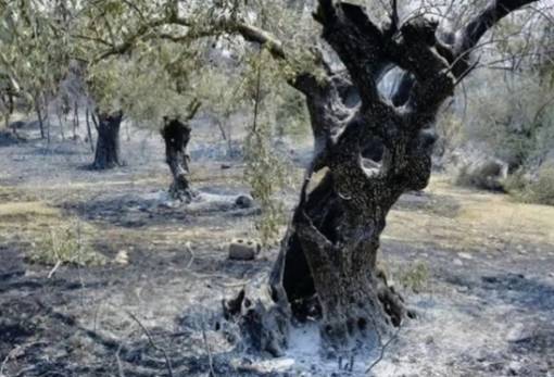 Σε ΦΕΚ οι αποζημιώσεις των πυρόπληκτων αγροτών στη Λακωνία