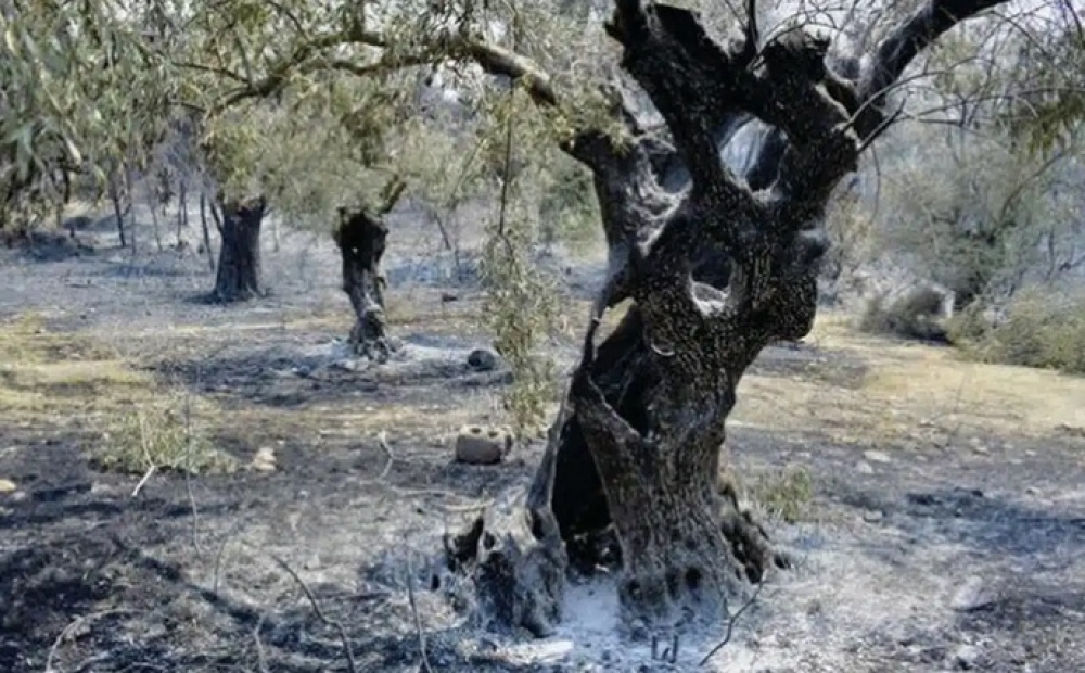 &Sigma;&epsilon; &Phi;&Epsilon;&Kappa; &omicron;&iota; &alpha;&pi;&omicron;&zeta;&eta;&mu;&iota;ώ&sigma;&epsilon;&iota;&sigmaf; &tau;&omega;&nu; &pi;&upsilon;&rho;ό&pi;&lambda;&eta;&kappa;&tau;&omega;&nu; &alpha;&gamma;&rho;&omicron;&tau;ώ&nu; &sigma;&tau;&eta; &Lambda;&alpha;&kappa;&omega;&nu;ί&alpha;