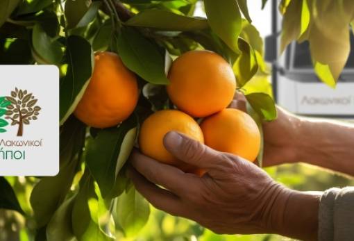 Λακωνικοί Κήποι: Τρόποι στήριξης των παραγωγών πορτοκαλιού της Αργολίδας