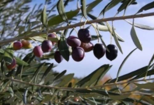 Αναζητούνται «καρποί» στο πεδίο της Καλαμών