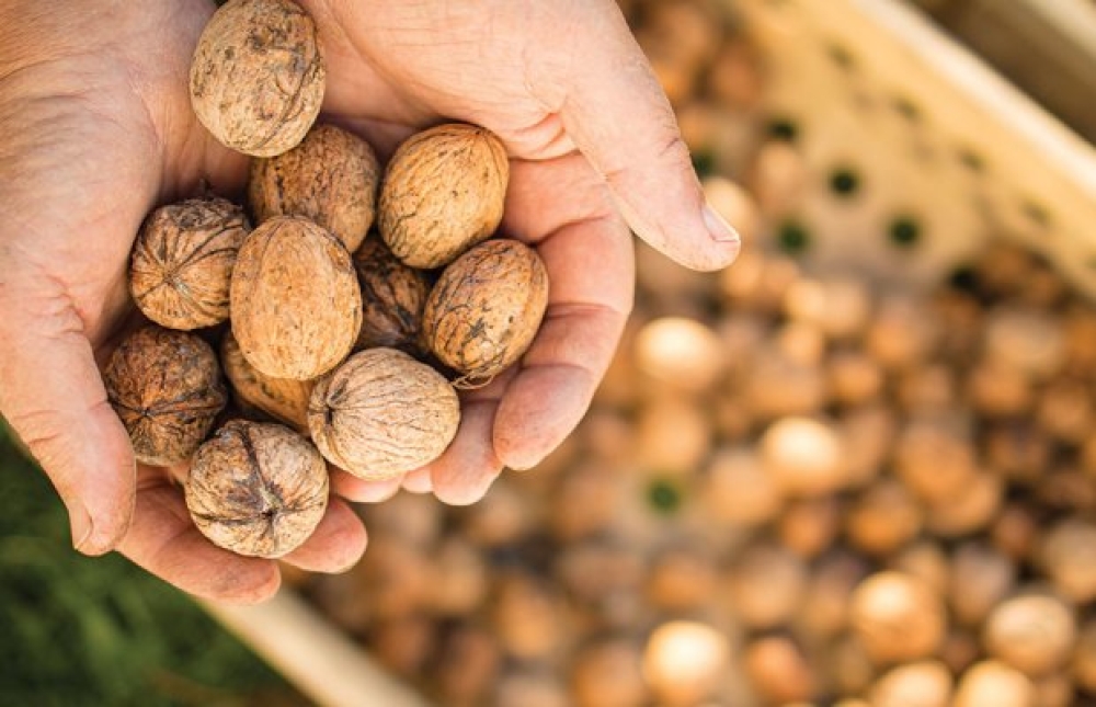 &laquo;Έ&mu;&pi;&omicron;&rho;&omicron;&sigmaf;&raquo; &alpha;&pi;ό &Lambda;&alpha;&kappa;&omega;&nu;ί&alpha; &epsilon;&xi;&alpha;&pi;ά&tau;&eta;&sigma;&epsilon; &pi;&alpha;&rho;&alpha;&gamma;&omega;&gamma;&omicron;ύ&sigmaf; &sigma;&tau;&eta;&nu; &kappa;&epsilon;&nu;&tau;&rho;&iota;&kappa;ή &Epsilon;&lambda;&lambda;ά&delta;&alpha;