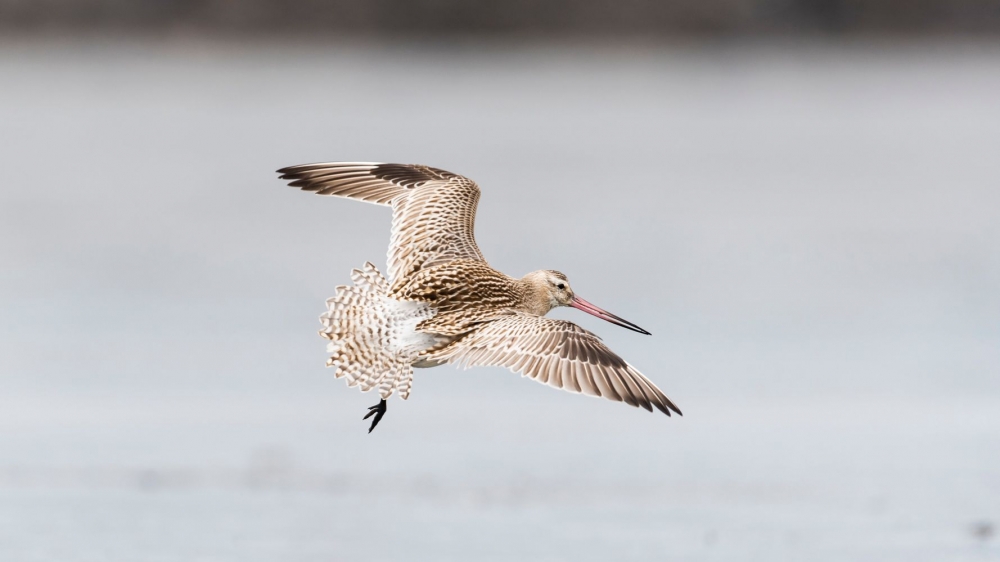 &Pi;έ&tau;&alpha;&xi;&epsilon; &alpha;&pi;ό &tau;&eta;&nu; &Alpha;&lambda;ά&sigma;&kappa;&alpha; &omega;&sigmaf; &tau;&eta;&nu; &Tau;&alpha;&sigma;&mu;&alpha;&nu;ί&alpha; &chi;&omega;&rho;ί&sigmaf; &sigma;&tau;ά&sigma;&eta;