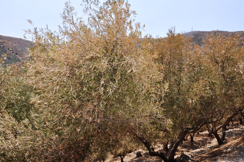 &Pi;&omicron;&rho;ί&sigma;&mu;&alpha;&tau;&alpha; &Epsilon;&Lambda;&Gamma;&Alpha; &gamma;&iota;&alpha; &zeta;&eta;&mu;&iota;έ&sigmaf; &kappa;&alpha;ύ&sigma;&omega;&nu;&alpha; &sigma;&epsilon; &pi;&epsilon;&rho;&iota;&omicron;&chi;έ&sigmaf; &tau;&eta;&sigmaf; &Mu;ά&nu;&eta;&sigmaf; &kappa;&alpha;&iota; &tau;&eta;&sigmaf; &Mu;&omicron;&nu;&epsilon;&mu;&beta;&alpha;&sigma;&iota;ά&sigmaf;