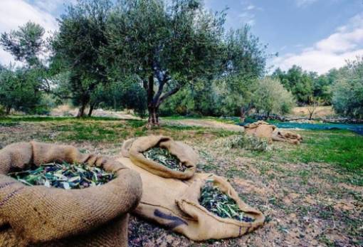 Οι παγίδες στην ελαιοσυγκομιδή και πώς να τις αποφύγετε