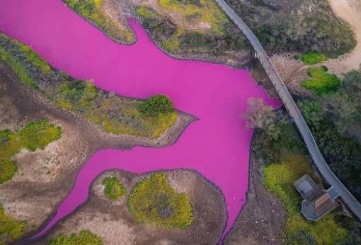 Λίμνη Kaelia: Γιατί έγινε φούξια η λίμνη στη Χαβάη;