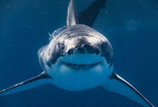 Γιγάντιος αρχαίος καρχαρίας ανακαλύφθηκε στην Αυστραλία