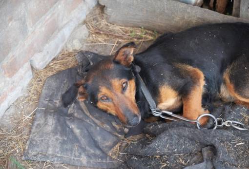 Σύλληψη και πρόστιμο στη Σπάρτη για παραμέληση των ζώων του