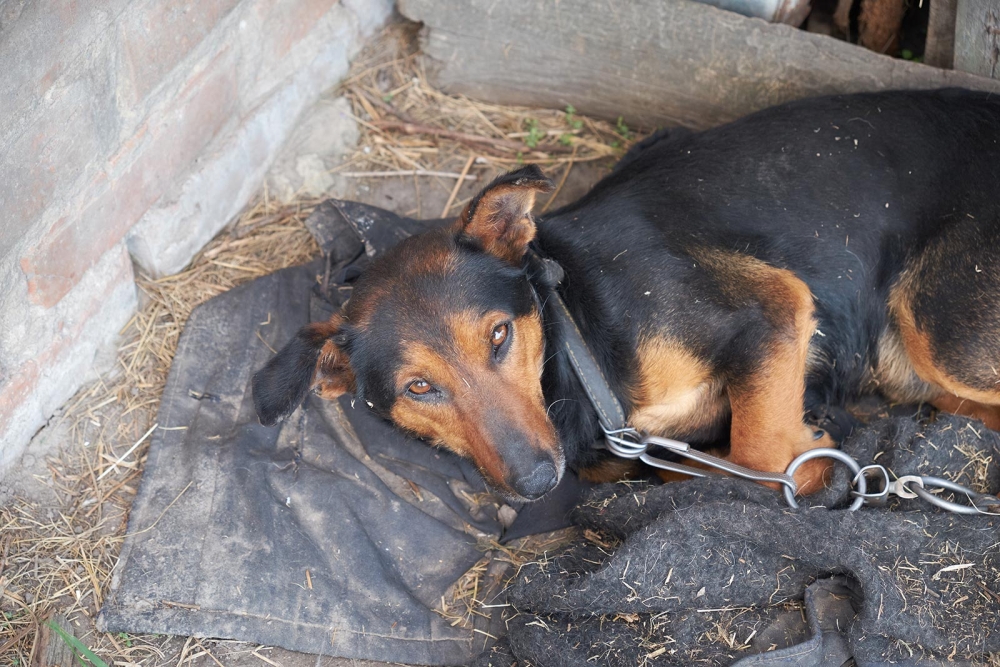 &Sigma;ύ&lambda;&lambda;&eta;&psi;&eta; &kappa;&alpha;&iota; &pi;&rho;ό&sigma;&tau;&iota;&mu;&omicron; &sigma;&tau;&eta; &Sigma;&pi;ά&rho;&tau;&eta; &gamma;&iota;&alpha; &pi;&alpha;&rho;&alpha;&mu;έ&lambda;&eta;&sigma;&eta; &tau;&omega;&nu; &zeta;ώ&omega;&nu; &tau;&omicron;&upsilon;