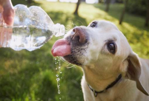 Καύσωνας και κατοικίδια