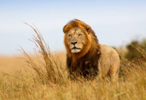 Λιοντάρια κολυμπάνε και τα βάζουν με κροκόδειλους για να βρουν τον… έρωτά τους