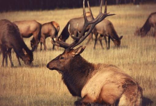 Εξαφανισμένα ελάφια αναγεννώνται μετά από 3.000 χρόνια