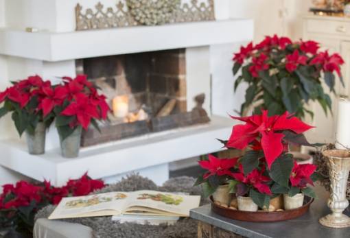 12 Δεκεμβρίου: Ημέρα του Αλεξανδρινού