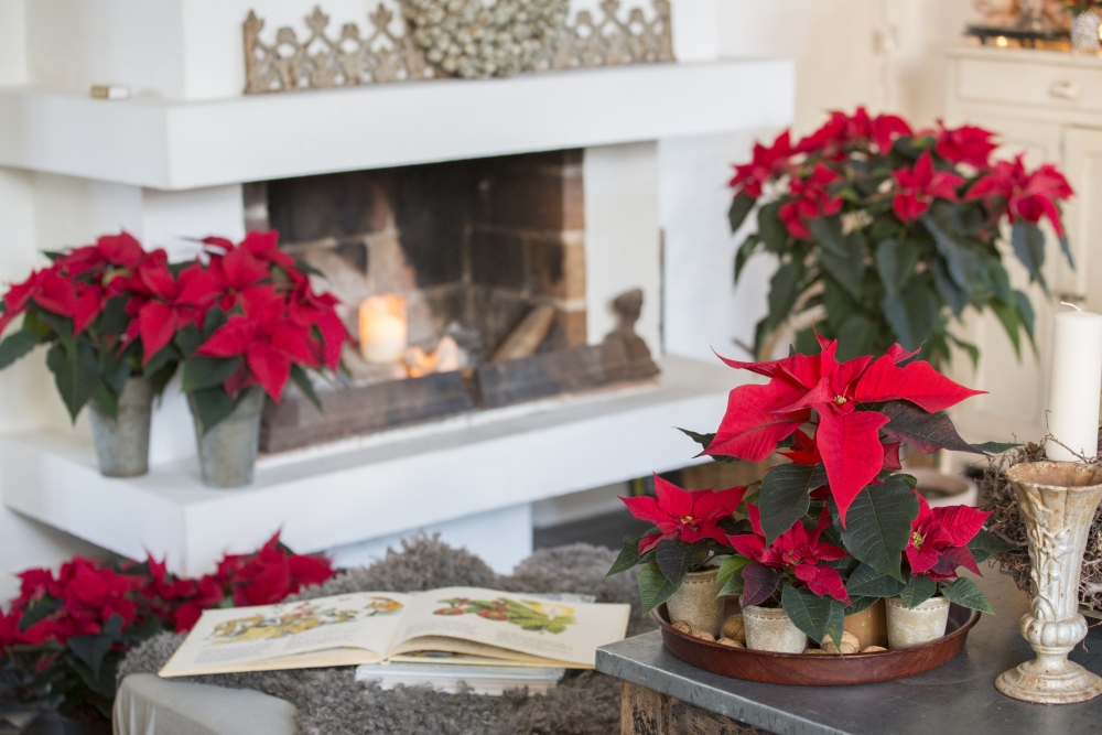 12 &Delta;&epsilon;&kappa;&epsilon;&mu;&beta;&rho;ί&omicron;&upsilon;: &Eta;&mu;έ&rho;&alpha; &tau;&omicron;&upsilon; &Alpha;&lambda;&epsilon;&xi;&alpha;&nu;&delta;&rho;&iota;&nu;&omicron;ύ