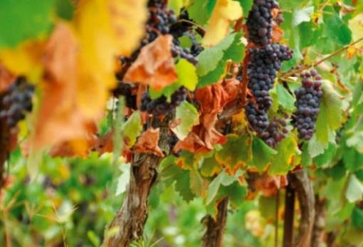 Στον ΕΛΓΑ οι ζημιές από τον καύσωνα που προκλήθηκαν στον Δ. Μονεμβασίας