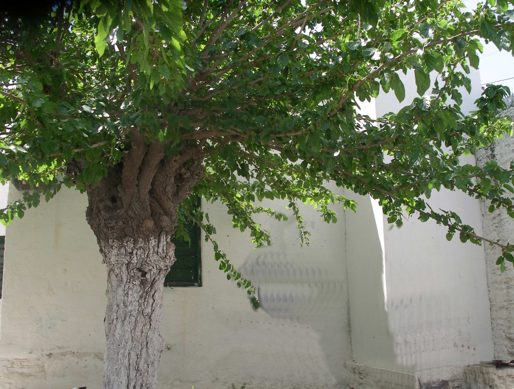 &Mu;&omicron;&rho;&iota;ά&sigmaf; - &Mu;&epsilon;&tau;ά&xi;&iota; - &Kappa;&alpha;&lambda;&alpha;&mu;&alpha;&tau;&iota;&alpha;&nu;ό &mu;&alpha;&nu;&tau;ή&lambda;&iota;