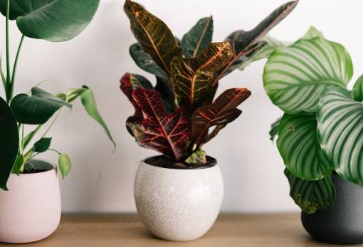 3 τρόποι για να χρησιμοποιήσεις το κατακάθι του καφέ στα φυτά σου