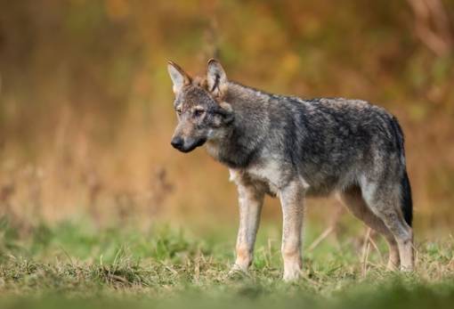 Οι πεινασμένοι λύκοι απειλούν την κλιματική ατζέντα της Ευρώπης