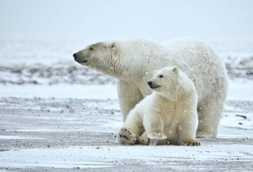 Έρευνα: Λιώνουν οι πάγοι στην Αρκτική, λιμοκτονούν οι πολικές αρκούδες
