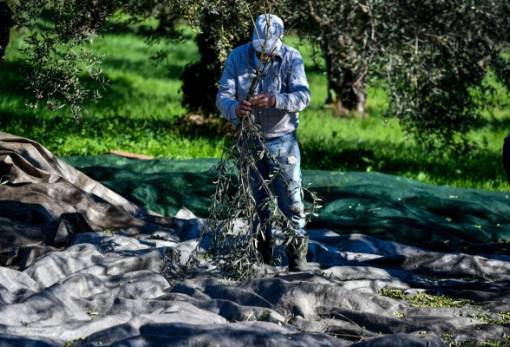 Γεωργία Ακριβείας στον ελαιώνα της Πελοποννήσου