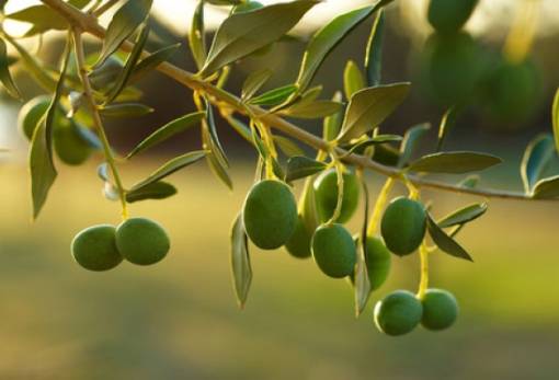 ΕΘΕΑΣ: Ανεπαρκής η παράταση για τις αιτήσεις ΟΕΦ